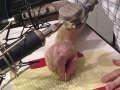 WBP recording foley