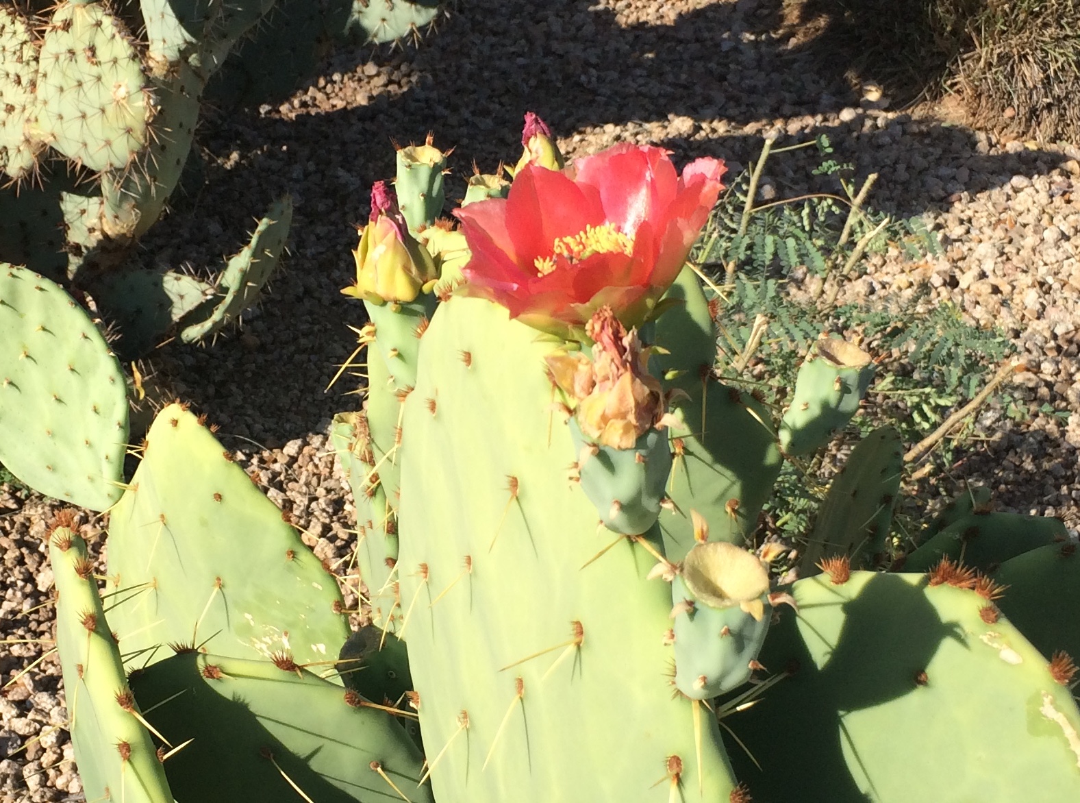 Cactus Bloom